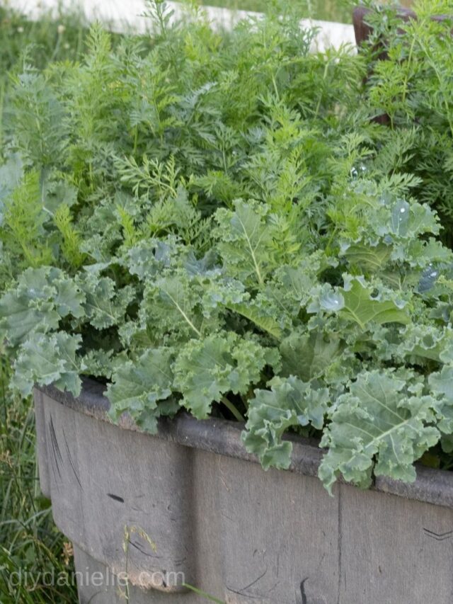 cropped-trough-planter.jpg