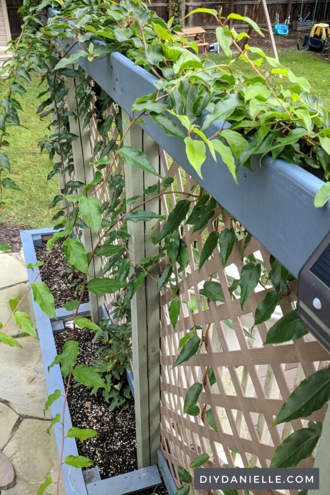 Harvy kiwi growing up the privacy planter trellis.  This DIY Planter box really stood up to wind well and looks fantastic in our landscaping.