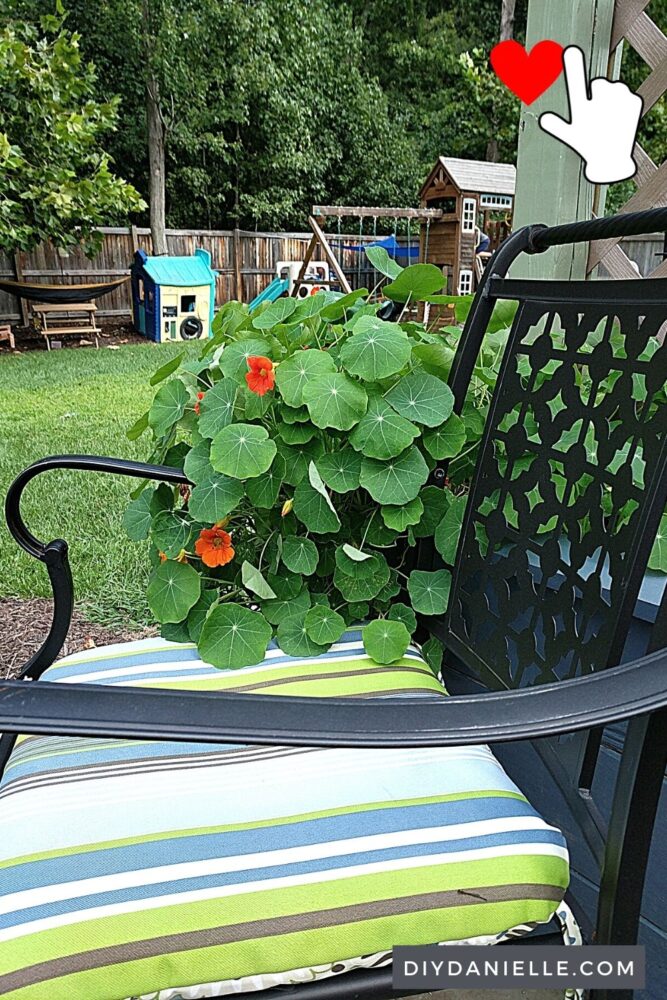 Nasturtium growing over the side of the privacy planters and onto the nearby chair. I love how it spills out.