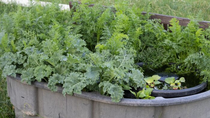Horse trough planted with kale and carrots. There's a smaller bucket inside it with a water feature.