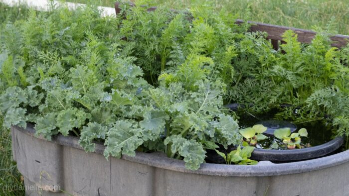 trough planter with plants