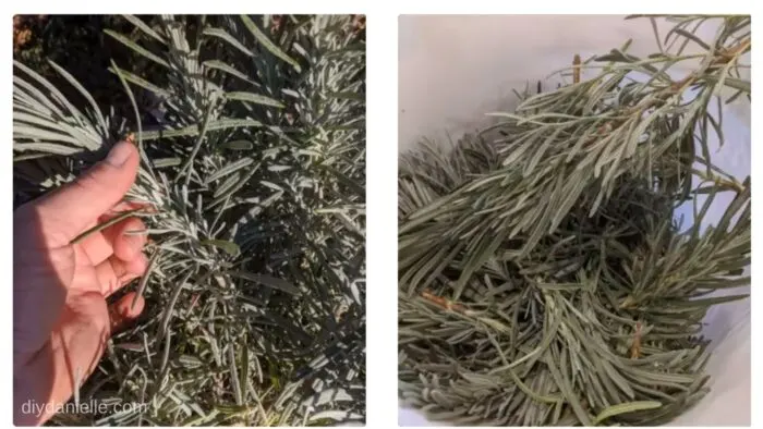 The left photo shows a picture of the lavender stem. As you get closer to the ground, the stem gets woody. You want to cut above that area.