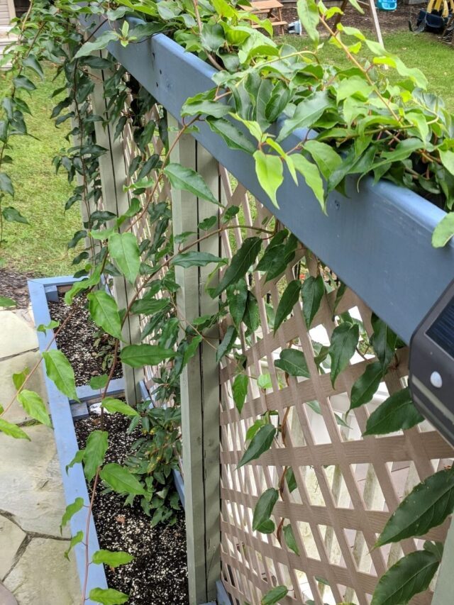 DIY Privacy Planter Box