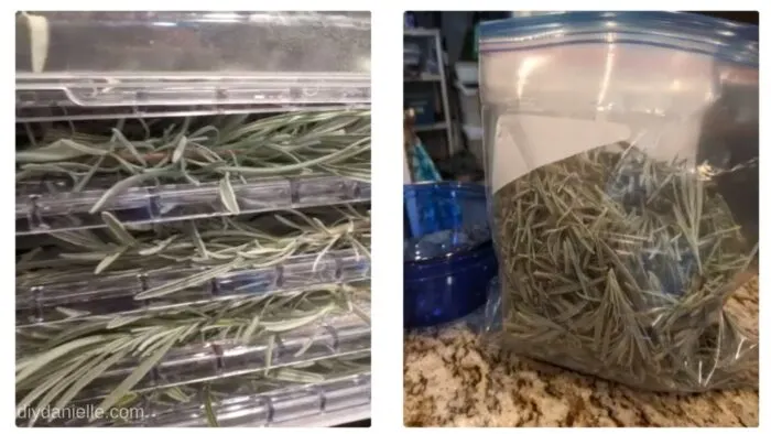 Left Photo: Lavender laid on trays in a dehydrator.
Right Photo: Dried lavender stored in a sealed bag.
