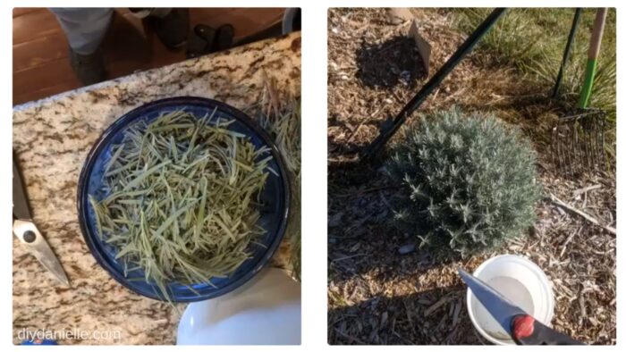 Lavender Growing in my garden, along with a bowl of harvested lavender that I'll dry and use for crafts.