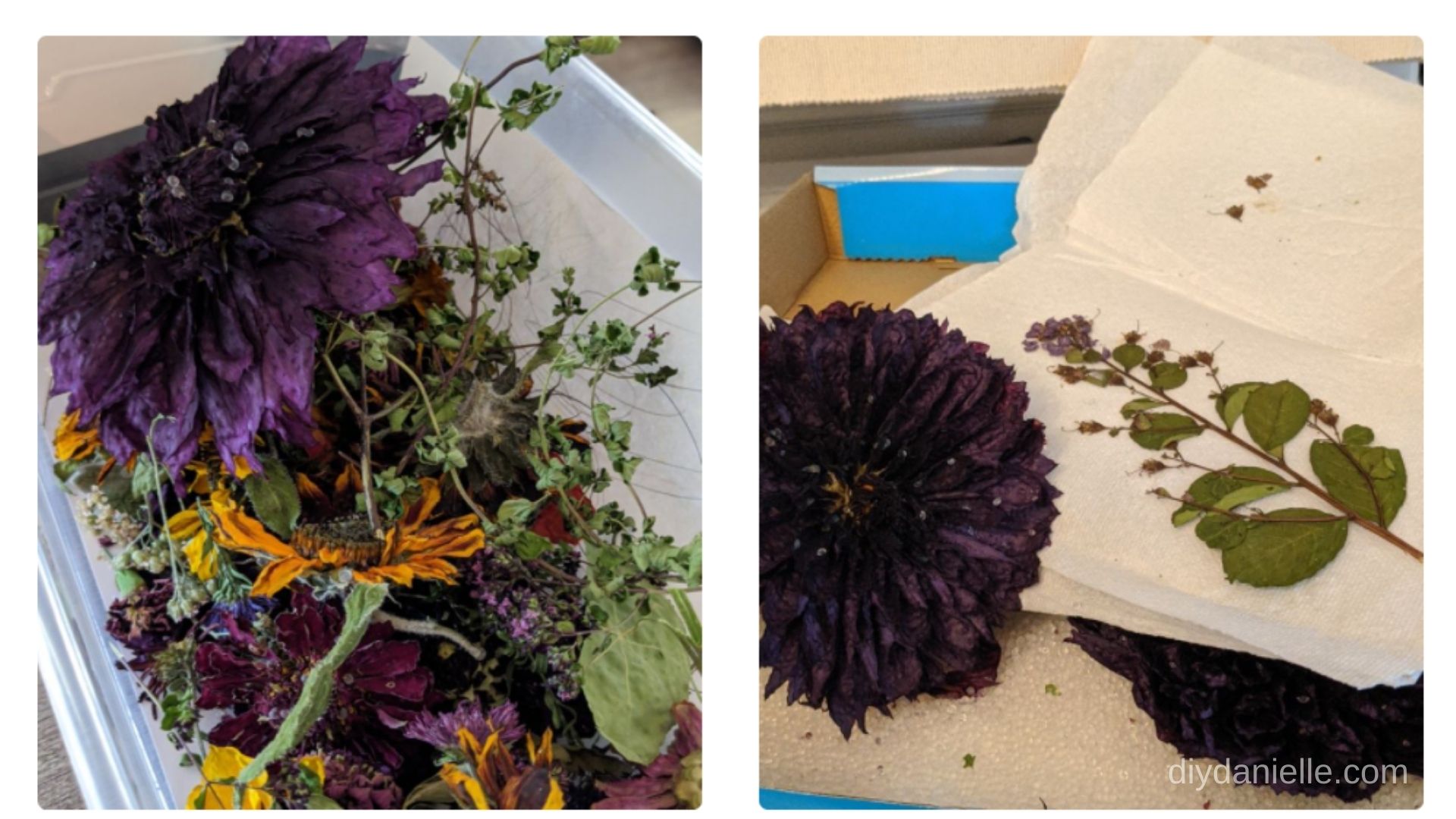 How to Dry Flowers with Silica Gel DIY Danielle®