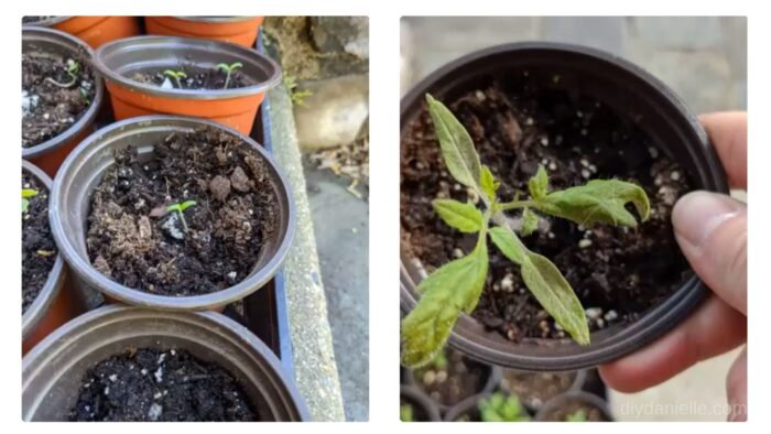 Tomato seedlings.