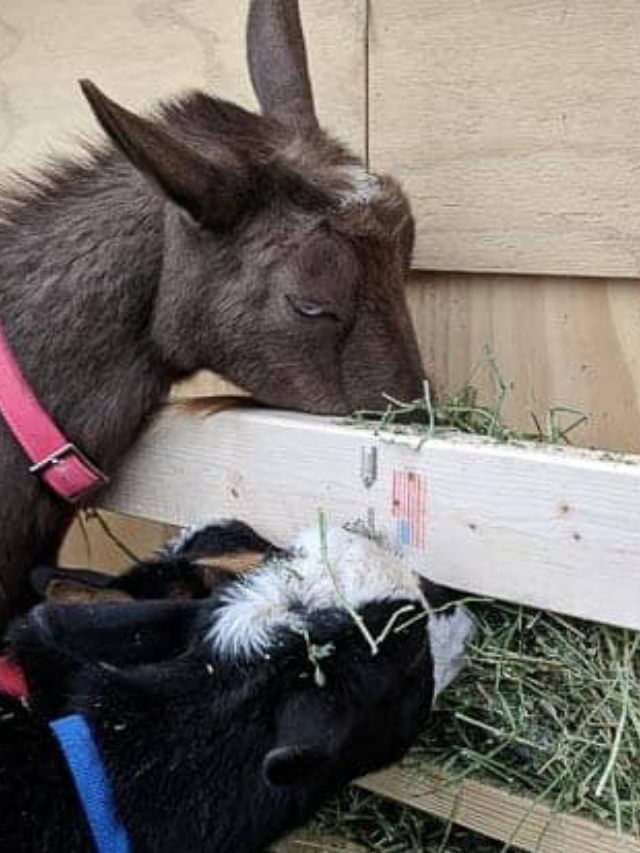 DIY Goat Hay Feeders Story