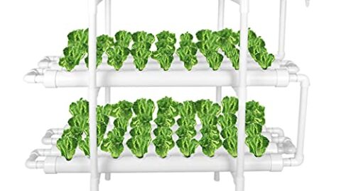 Image for Hydroponics Growing System&nbsp;