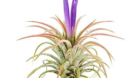 Image for The Drunken Gnome AIR Plants&nbsp;