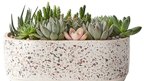 Image for Large Succulent Planter with Drainage Holes