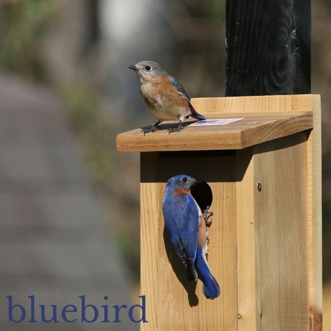 Bluebirds on a bird house that's ideal for them. 