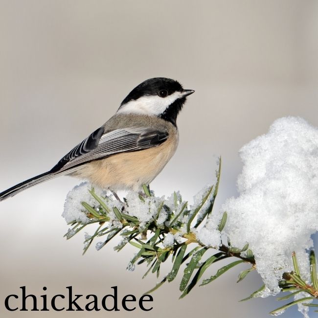 Photo of a chickadee in the winter, on a branch covered in snow.