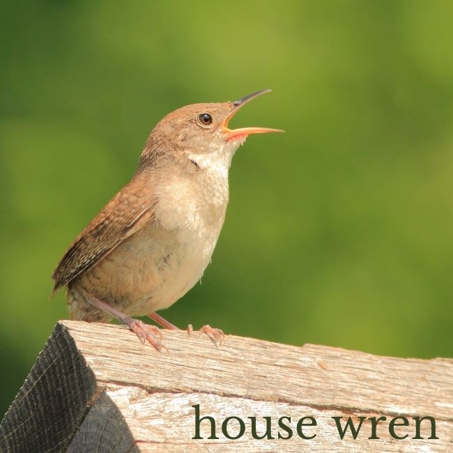 Photo of a house wren with it's mouth open.
