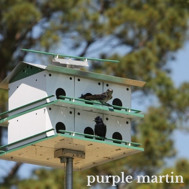 Photo of two purple martins on a large white birdhouse meant for a bird species who likes to live in colonies.