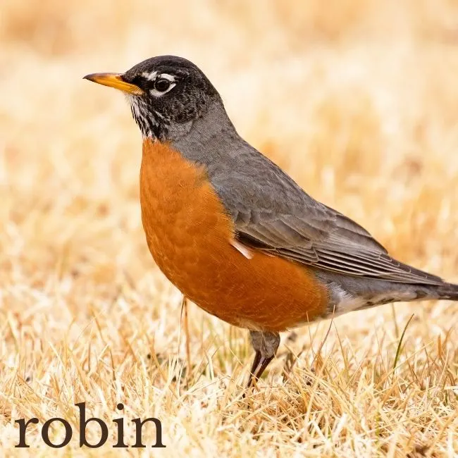 Photo of a robin (bird) in the Fall.