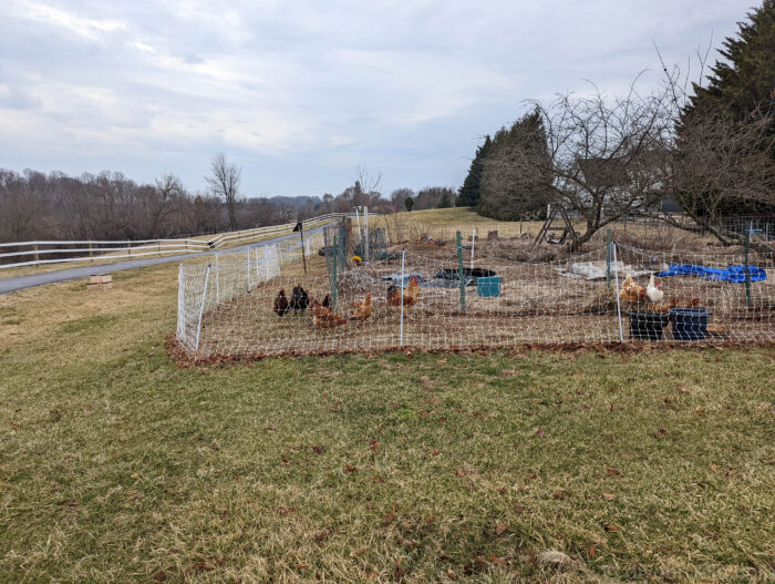 Chicken moat setup around a garden. The exterior fencing is electric poultry netting from Premier 1 and the interior garden is metal no climb horse fencing. 