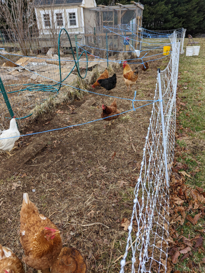 Chickens inside a chicken tunnel around the garden. This helps keep weeds and bugs out of my garden. 