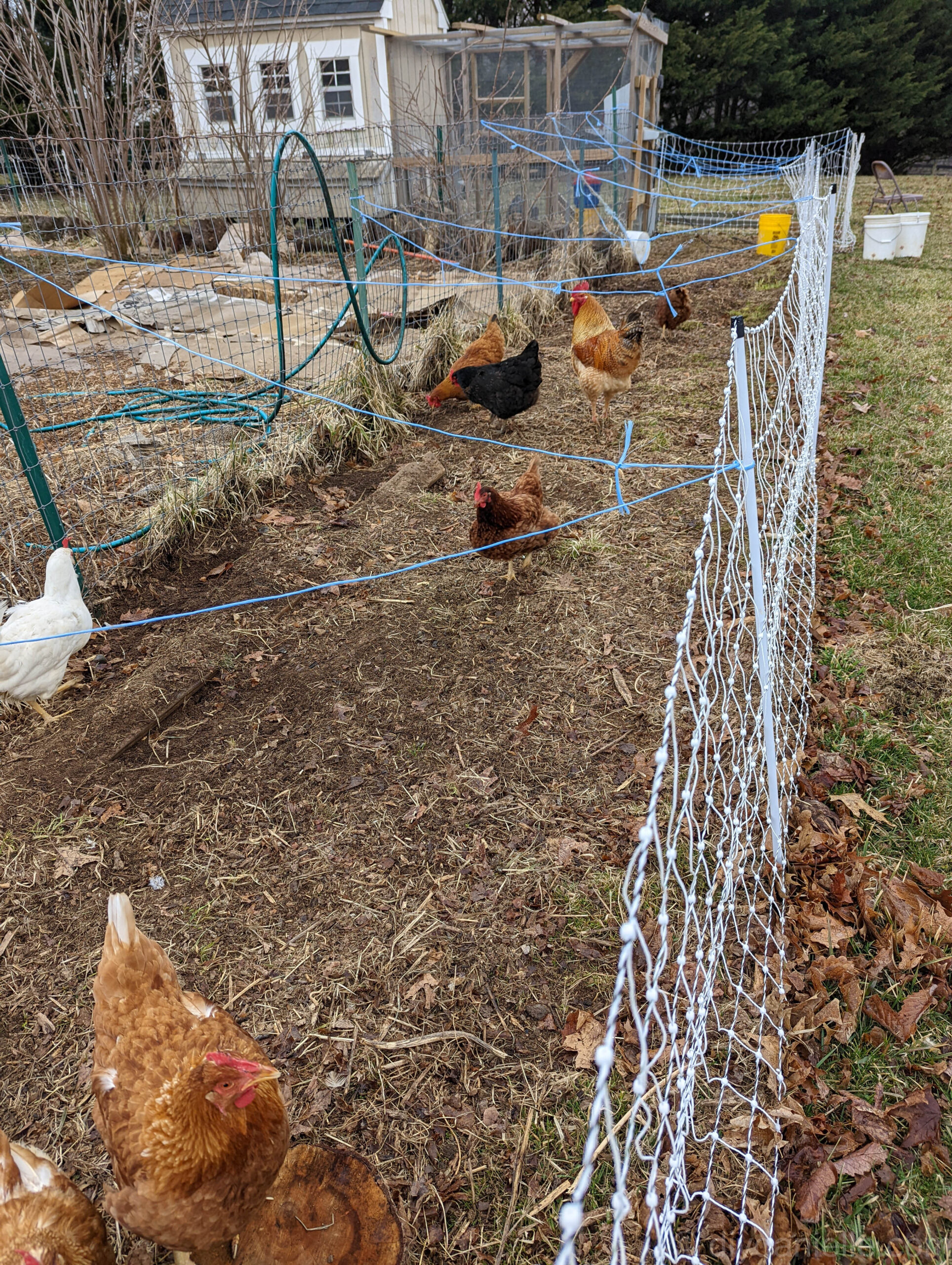 Chicken Fencing  Keeping Chickens: A Beginners Guide