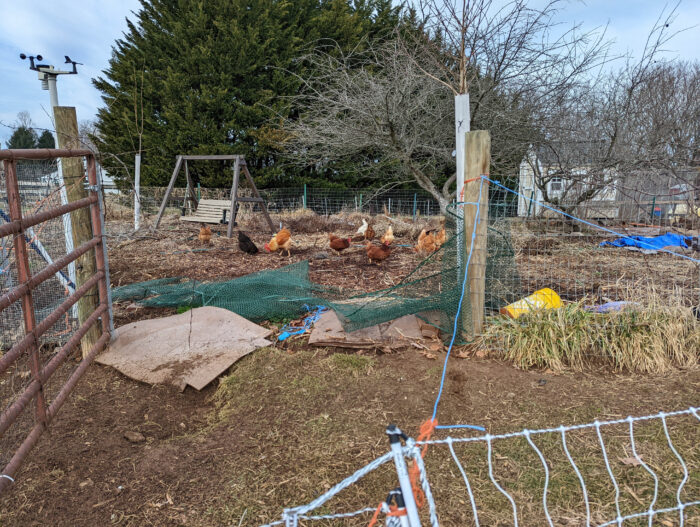 Chickens inside the interior garden this winter, cleaning up, tilling, and fertilizing my soil. Excuse the mess of cardboard, I need to do some cleanup.