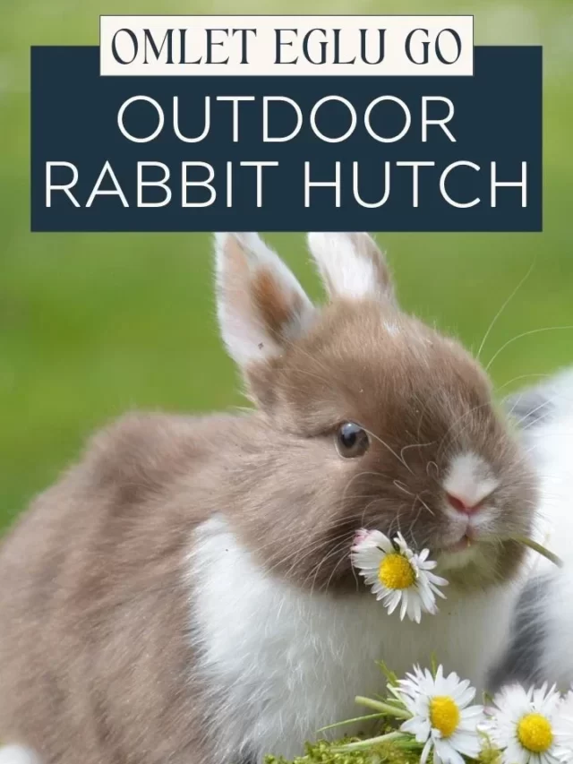 Outdoor Rabbit Hutch: Benefits of the Eglu Go + 6′ Run