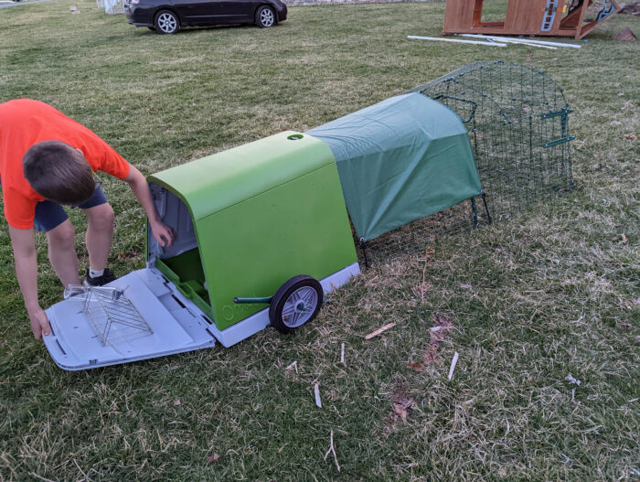 Opening the back of the Eglu Hutch to remove the bedding tray.