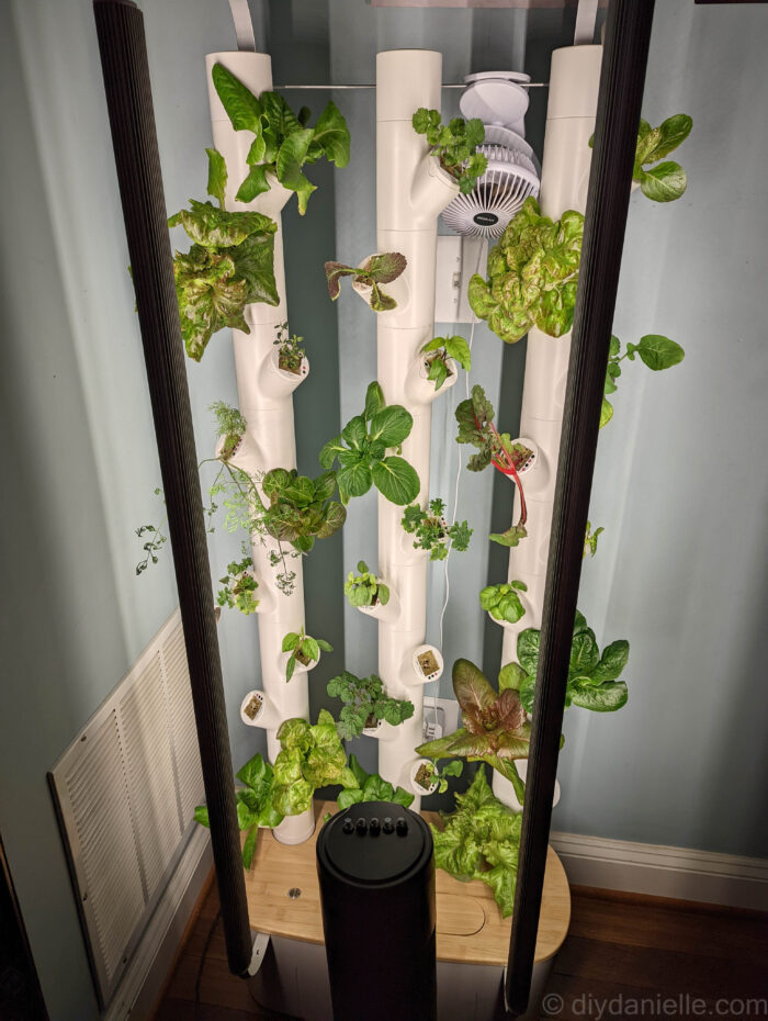 Gardyn indoor hydroponics system with the first pods partially grown. There's a white clip on fan hanging from the top support bar, and a normal household fan on the floor in front of it.