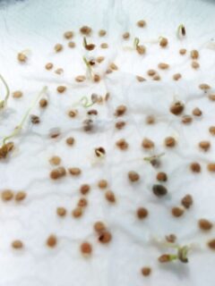 cropped-Germinate-Seeds-on-Paper-Towels-14-1.jpg
