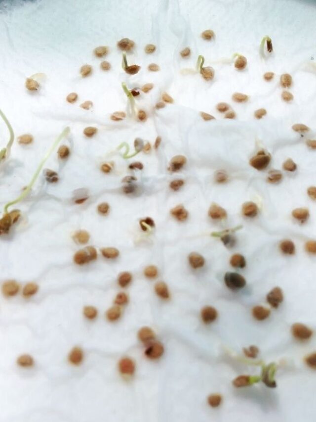 How to Germinate Seeds in a Paper Towel