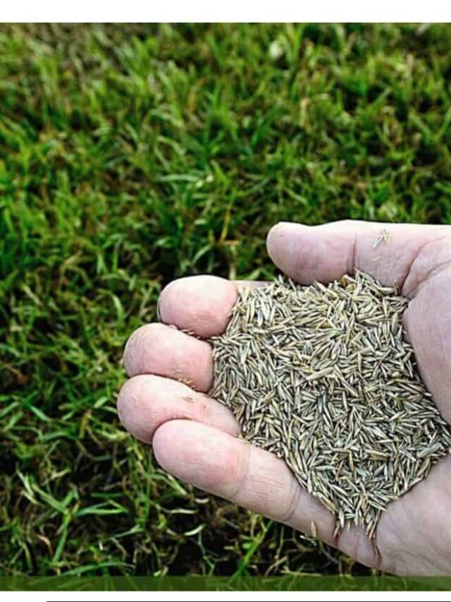 Tips on How to Plant Grass Seed