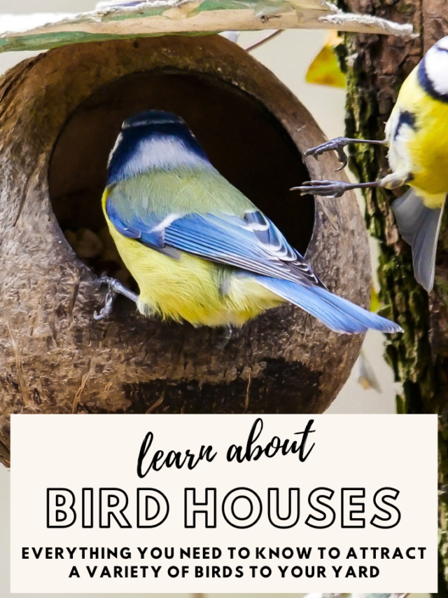 Bird Houses: Everything You Need to Know!