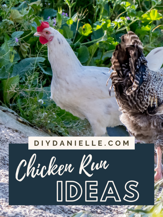Chicken Run Ideas that Your Hens will LOVE!