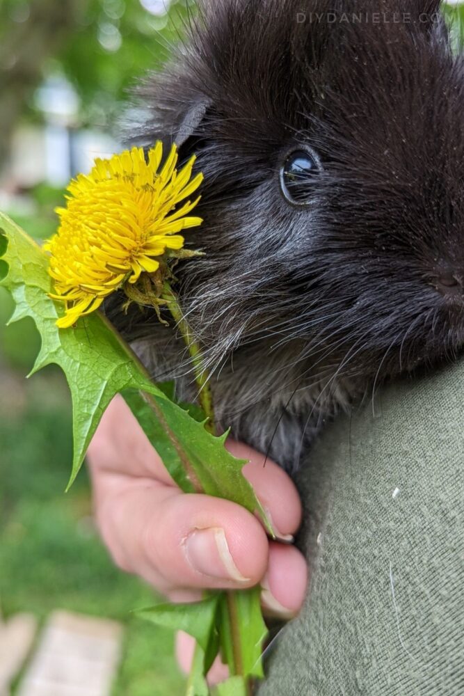 Close up of a black guinea pig with a dandelion and dandelion leaf that I picked for her to eat.