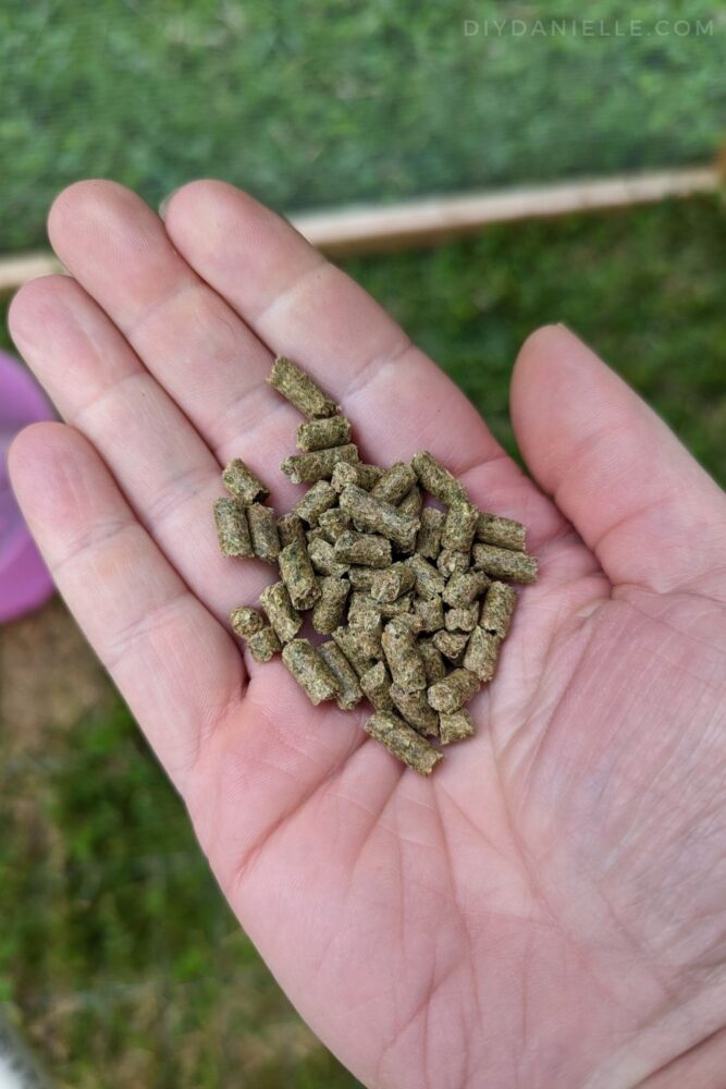 Pelleted guinea pig food in my hand.