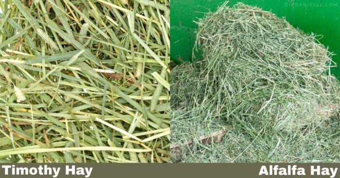 Timothy Hay vs. Alfalfa Hay Comparison