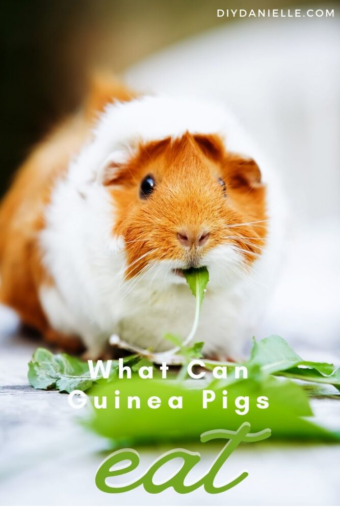 What can guinea pigs eat? Photo of a guinea pig eating a leaf.