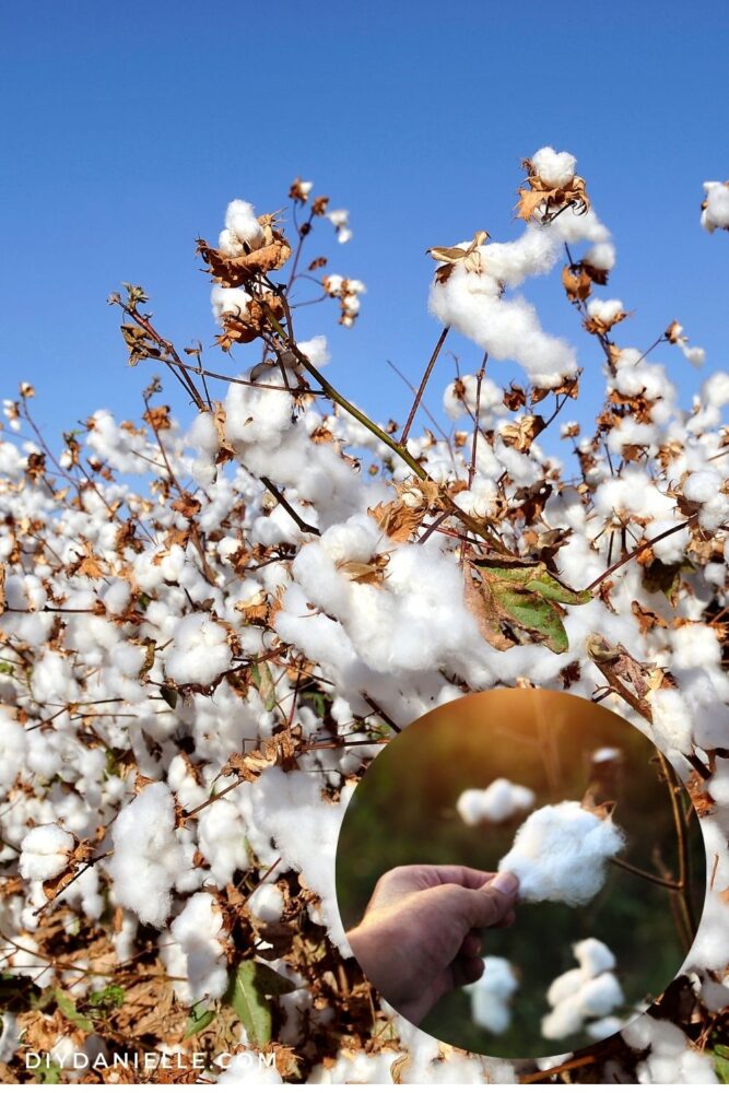 Cotton is made from the cotton plant which you'll see growing in some southern states.