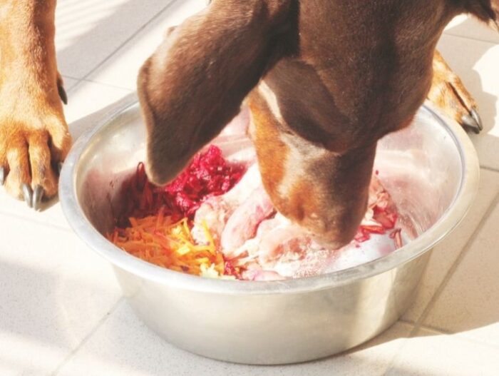 Dog eating a mix of people food in a metal dog food bowl on the floor.