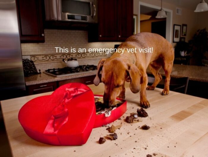 Dog who has gotten onto the kitchen counter and started to eat a box of Valentine's chocolates. Text overlay says "This is an emergency vet visit!"