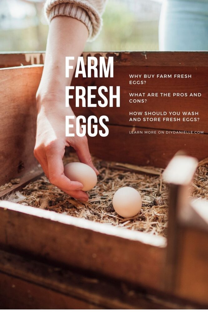 Farm fresh eggs: Why buy farm fresh eggs? What are the pros and cons? How should you wash and store fresh eggs? Learn more on diydanielle.com