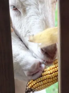 Goats eating corn.