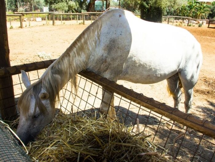 Horse eating hay that's in a handmade feeder on the ground.