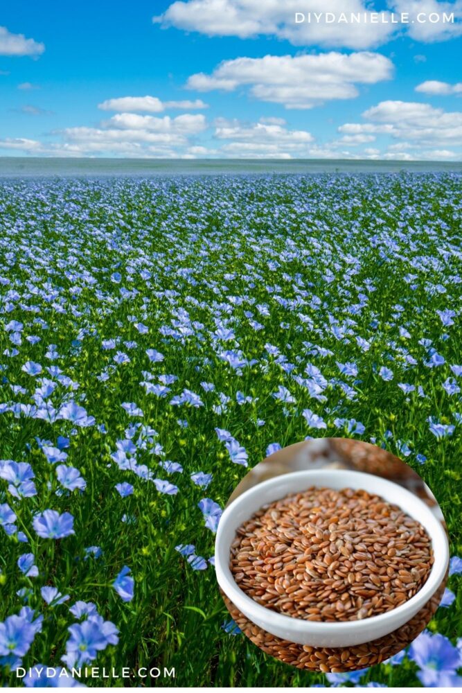 Flax field of purple flowers against green stems with a smaller circle showing the flax after cutting.