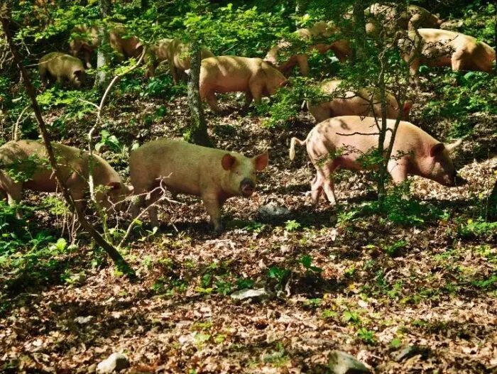 Pigs foraging for food in a forest.