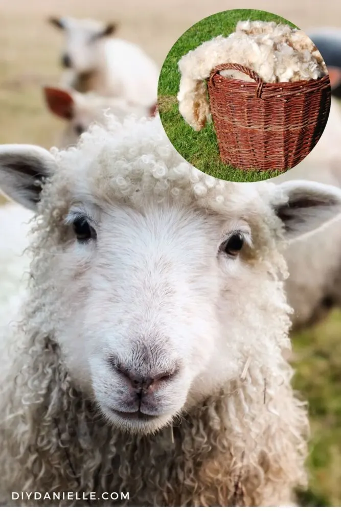 Sheep in a field with a smaller photo of processed wool. 