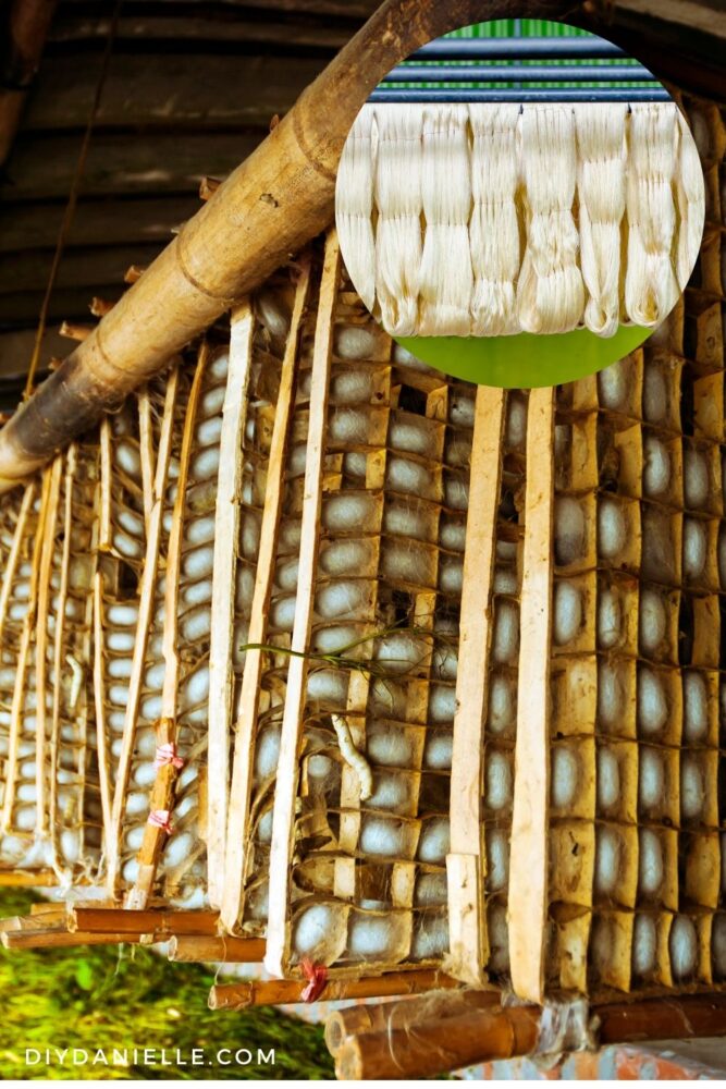 Silk worm farm and smaller circle with a photo of produced silk.