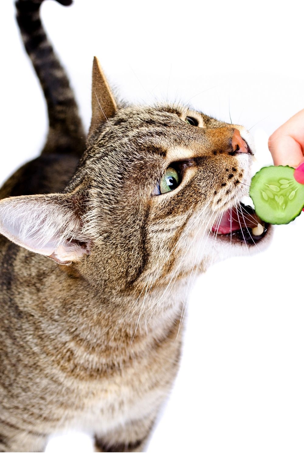 Eat eating a cucumbeter.