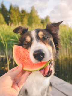 Dog eating watermelon.