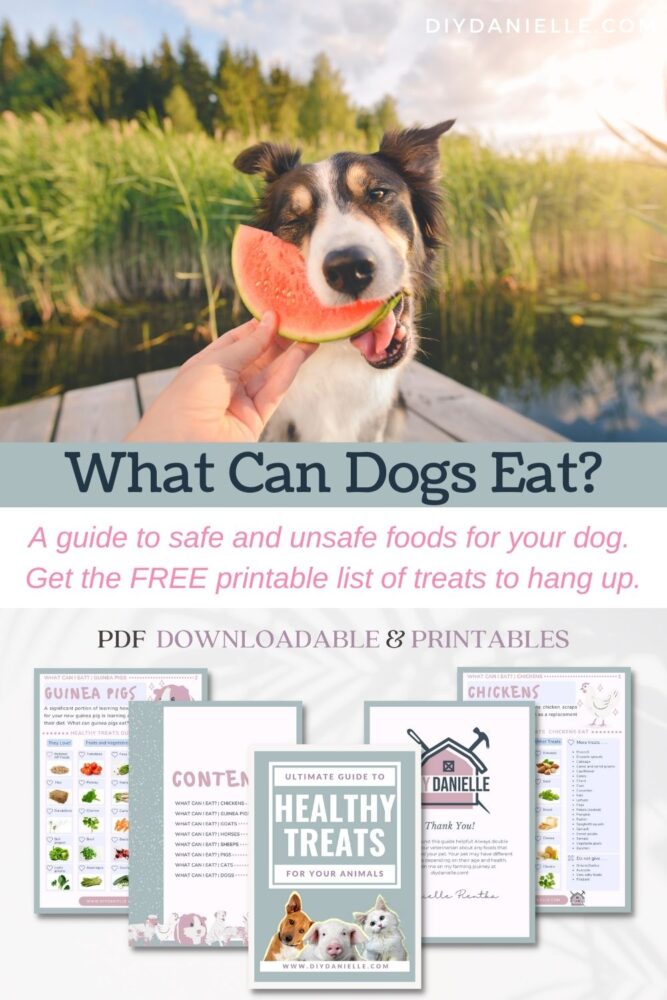 Photo of a dog eating watermelon. Text: What can dogs eat? A guide to the safe and unsafe foods for your dog. Get the free printable list of treats to hang up.