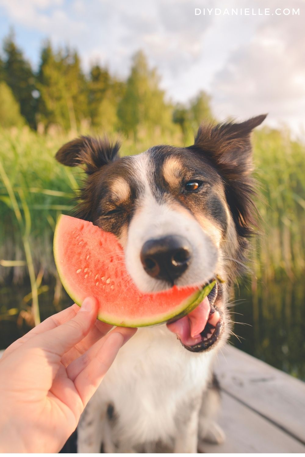Dog eating watermelon.
